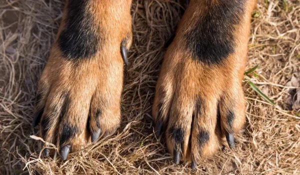 Un croisement canin sorti de l’ordinaire : entre Golden Retriever et Bouvier Bernois