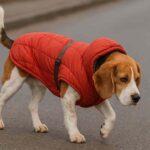 erreur avec les manteaux pour chiens