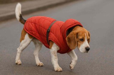 erreur avec les manteaux pour chiens