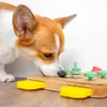 L'importance de stimuler l'esprit de son chien