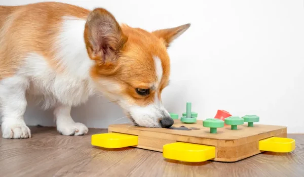 L'importance de stimuler l'esprit de son chien