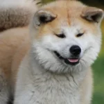 Top 9 de races de chiens sur qui on peut vraiment compter