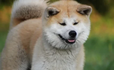 Top 9 de races de chiens sur qui on peut vraiment compter