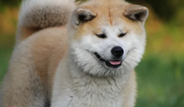 Top 9 de races de chiens sur qui on peut vraiment compter