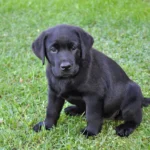 Labrador Retriever : combien ça coûte et comment l'entretenir