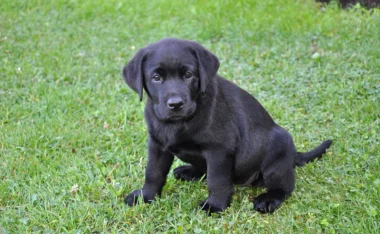 Labrador Retriever : combien ça coûte et comment l'entretenir