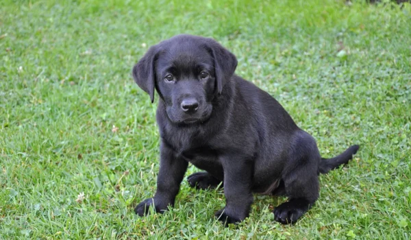 Labrador Retriever : combien ça coûte et comment l'entretenir