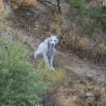 La découverte d'un lynx ibérique blanc en Andalousie