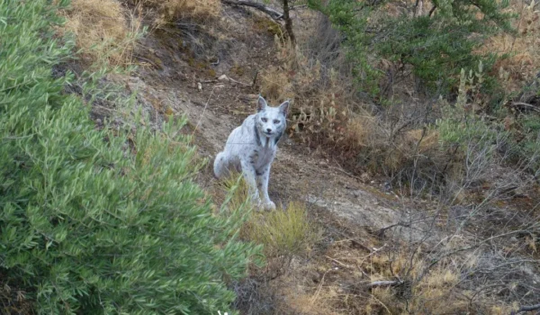 La découverte d'un lynx ibérique blanc en Andalousie