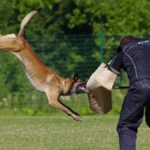 Les morsures de chien : un problème de sécurité publique majeur