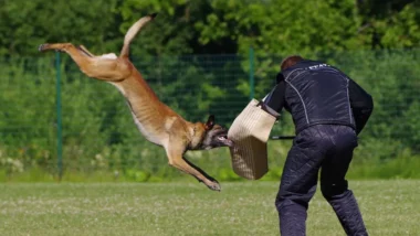 Les morsures de chien : un problème de sécurité publique majeur