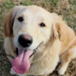 Les noms de chiens les plus populaires en 2025 selon l'American Kennel Club