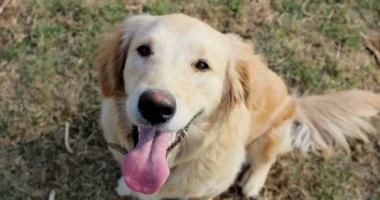 Les noms de chiens les plus populaires en 2025 selon l'American Kennel Club