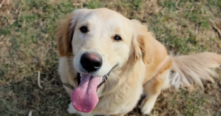 Les noms de chiens les plus populaires en 2025 selon l'American Kennel Club