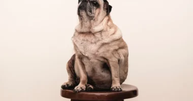 Aider votre chien à se remettre en forme : un guide complet pour la perte de poids canine