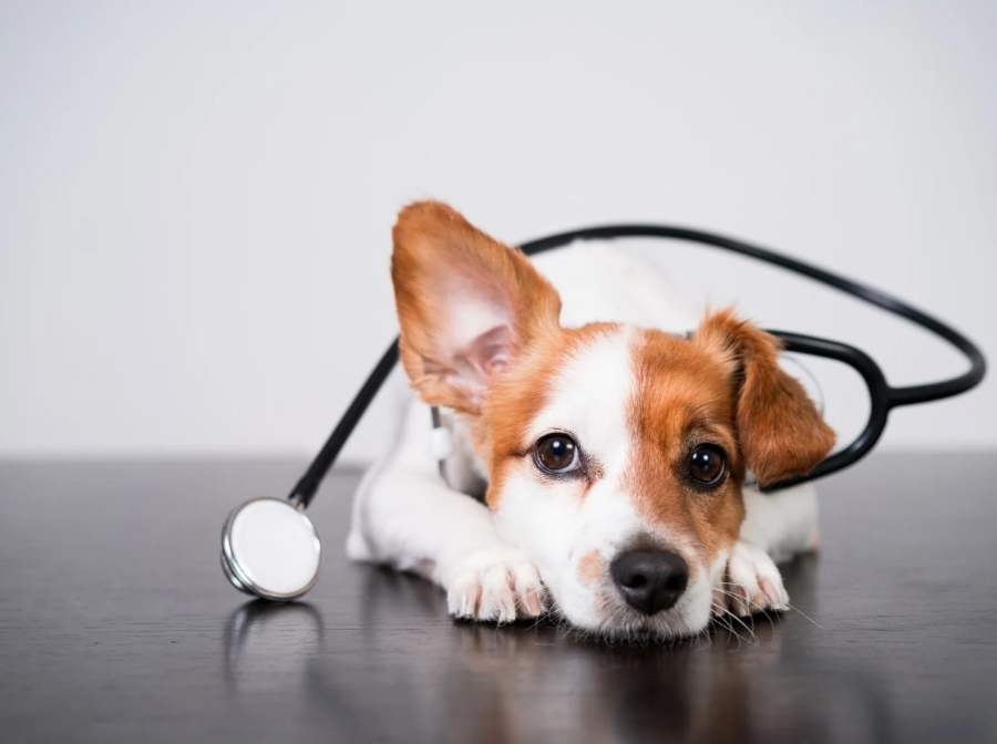 points de vigilance assurance pour chien