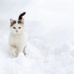 conseils de vétérinaires pour protéger chat premières neiges