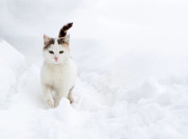 conseils de vétérinaires pour protéger chat premières neiges