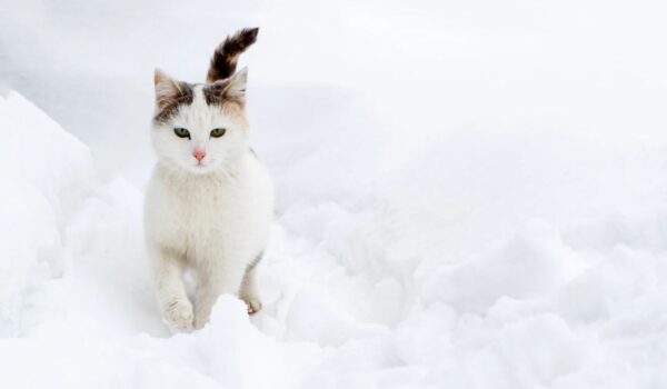 conseils de vétérinaires pour protéger chat premières neiges