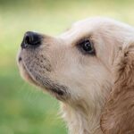 races de chiens fidèles