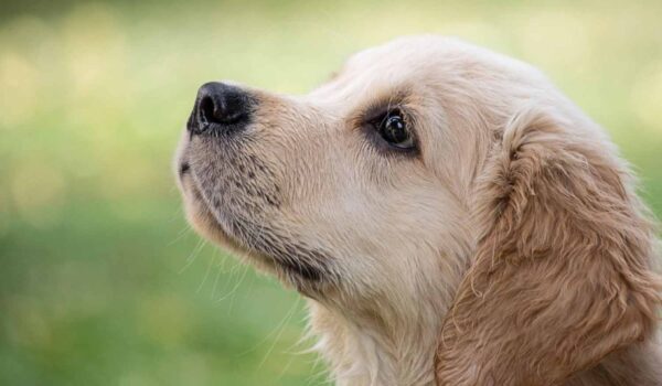 races de chiens fidèles