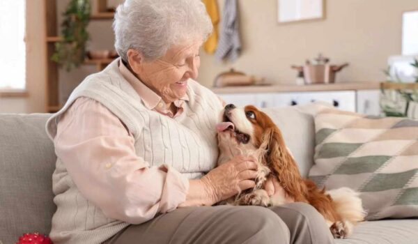 races de chiens adaptees aux seniors