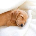 races de chiens pro de la sieste