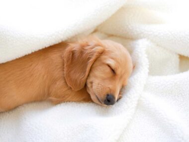 races de chiens pro de la sieste