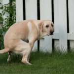 Le lien spécial entre le chien et son maître