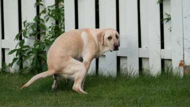 Le lien spécial entre le chien et son maître