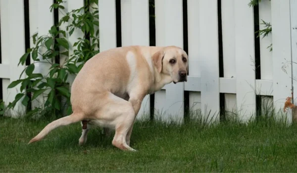 Le lien spécial entre le chien et son maître