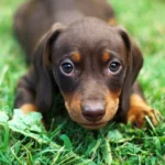 Le teckel, un compagnon fidèle et costaud