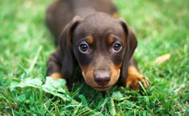 Le teckel, un compagnon fidèle et costaud