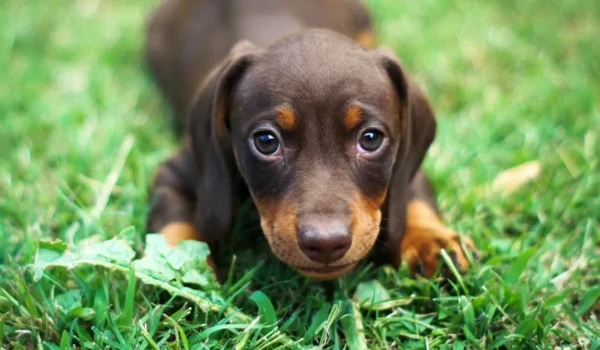 Le teckel, un compagnon fidèle et costaud