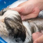 Laver son chien au liquide vaisselle : bonne ou mauvaise idée ?