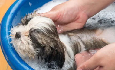 Laver son chien au liquide vaisselle : bonne ou mauvaise idée ?
