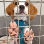 Le retour inattendu de Volta : ce que ça nous apprend sur l'adoption canine