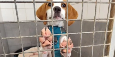 Le retour inattendu de Volta : ce que ça nous apprend sur l'adoption canine