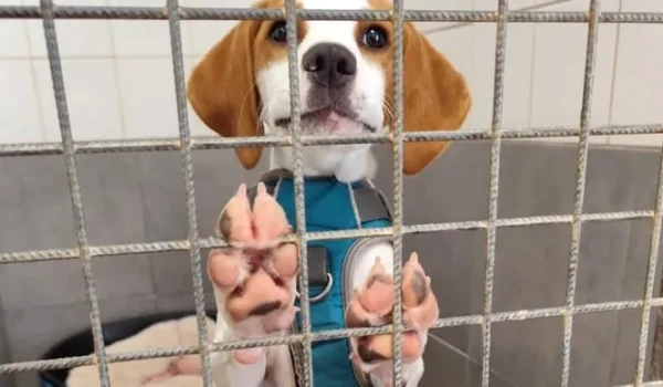 Le retour inattendu de Volta : ce que ça nous apprend sur l'adoption canine