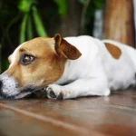 Mon chien vomit ses croquettes : pourquoi et que faire ?