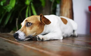 Mon chien vomit ses croquettes : pourquoi et que faire ?