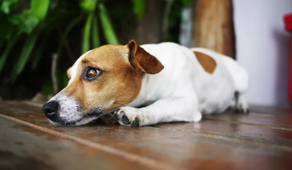 Mon chien vomit ses croquettes : pourquoi et que faire ?