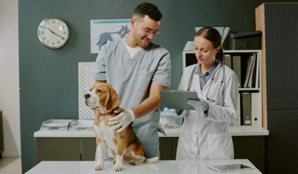 cout de santé chien