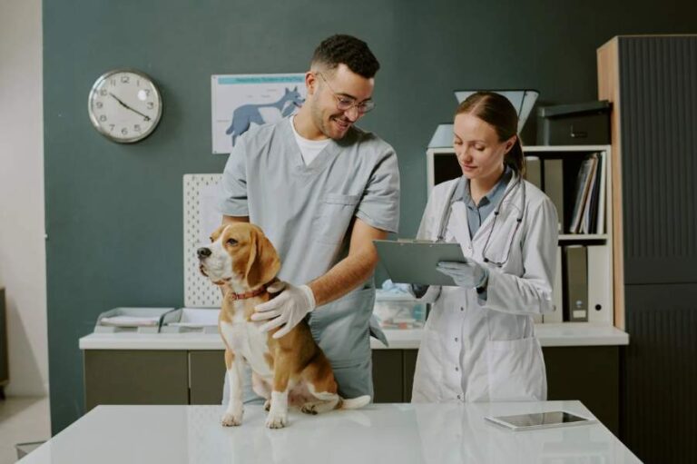 cout de santé chien
