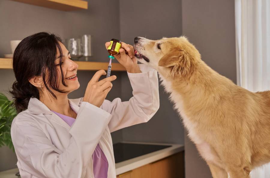 dépenses imprevues santé chien