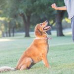 avis formation esprit dog