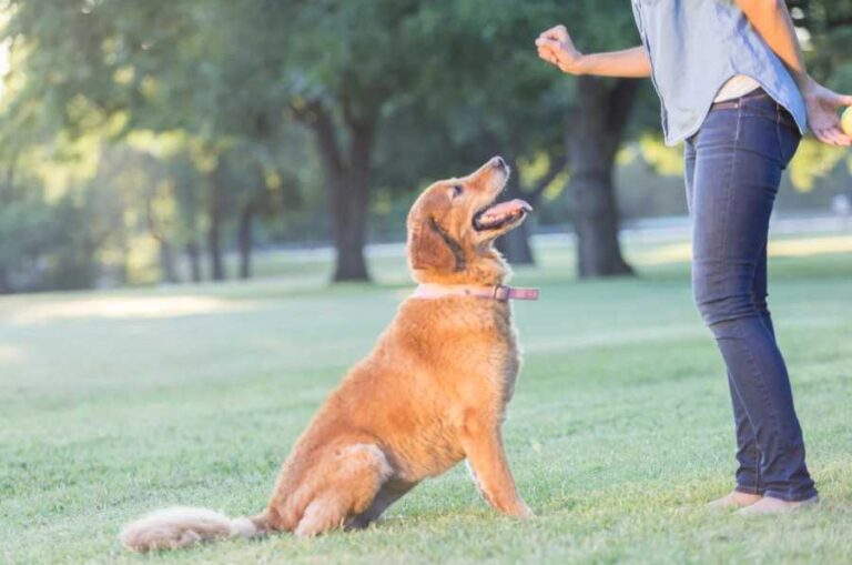 avis formation esprit dog