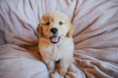 accessoires pour l'arrivée d'un chiot