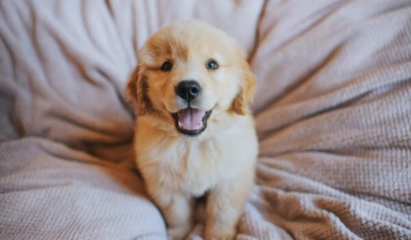 accessoires pour l'arrivée d'un chiot
