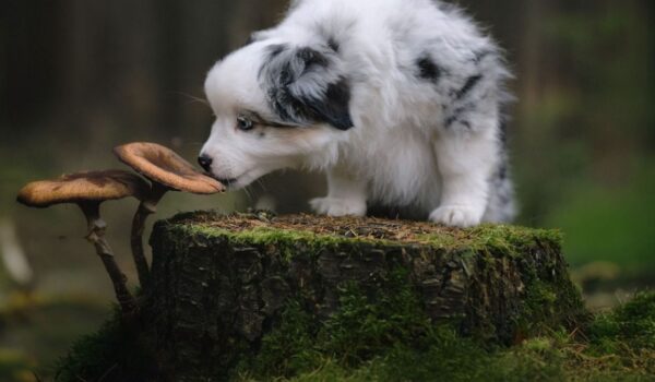 chien danger des champignons